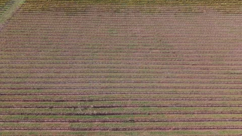 Autumn vineyard displaying different harvest stages. Stock Footage 338374187