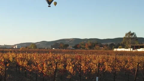 Autumn Vineyard at Dusk Stock Footage 270102816