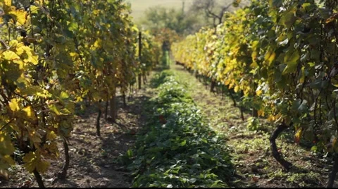 Autumn vineyard 库存影片 890692