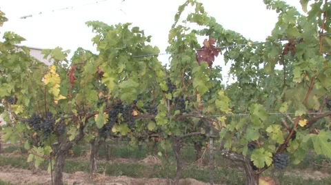 Autumn Vineyard Stock Footage 46004796