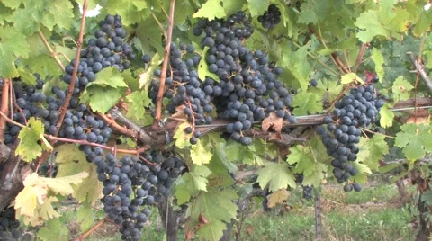 Autumn Vineyard 스톡 동영상 46004806