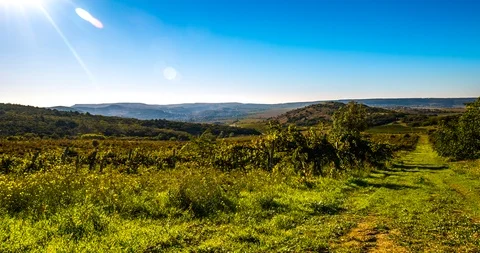 Autumn vineyard Video stock 96211362