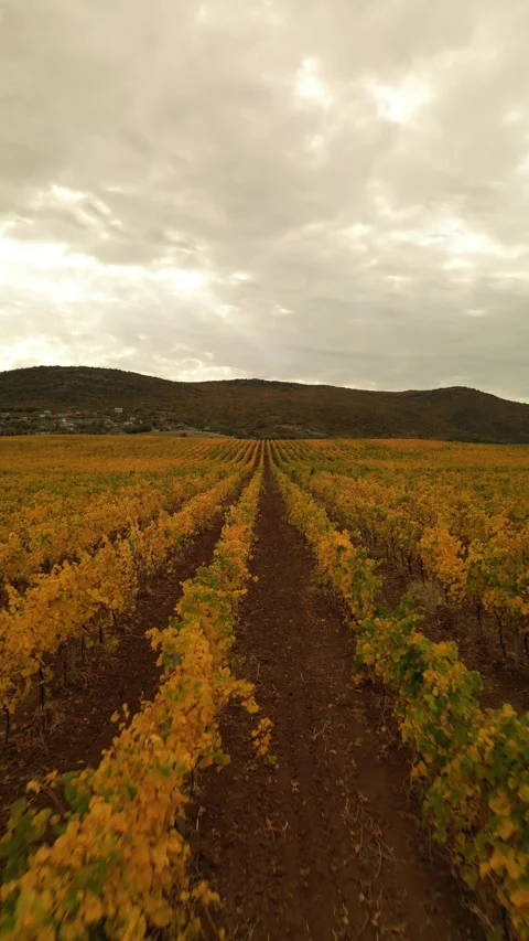Autumn vineyard Stock Footage 254188273