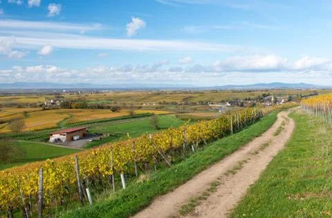 Autumn vineyard Stock Photos