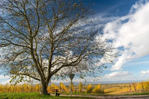 Autumn vineyard Stock Photos