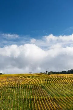 Autumn vineyard Stock Photos