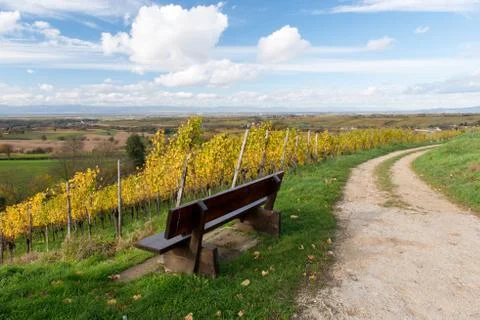 Autumn vineyard Foto stock