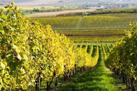 Autumn vineyard Stock Photos