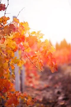 Autumn vineyard Stock Photos