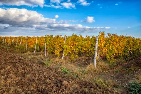 Autumn vineyard Stock Photos