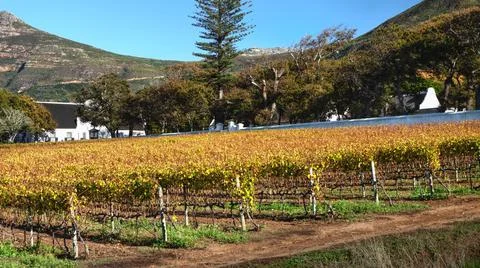 Autumn vineyard Stock Photos