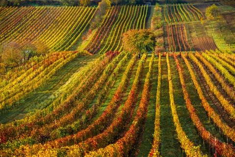 Autumn vineyard Foto stock