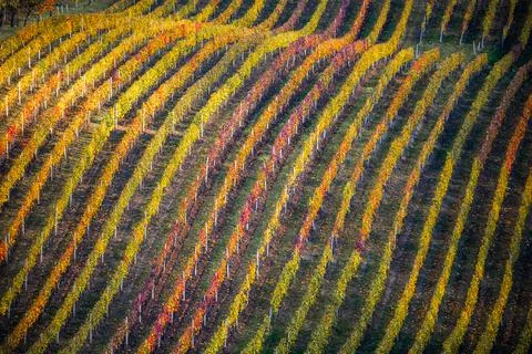 Autumn vineyard Foto stock