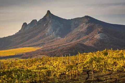Autumn vineyard Stock Photos