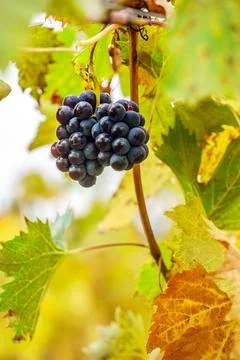 Autumn vineyard Stock Photos