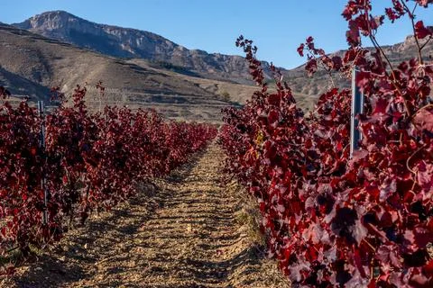 Autumn vineyard Stock Photos