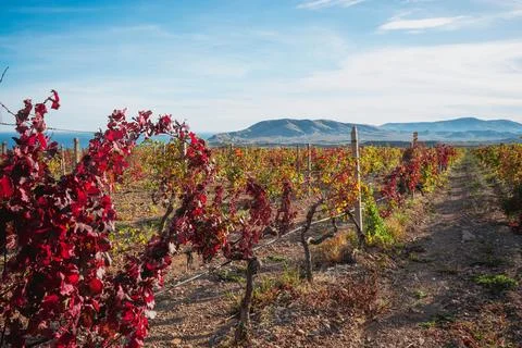 Autumn Vineyard Stock Photos