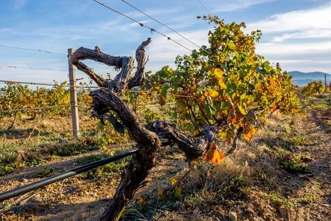 Autumn Vineyard Stock Photos