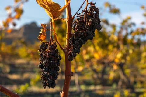 Autumn Vineyard Stock Photos
