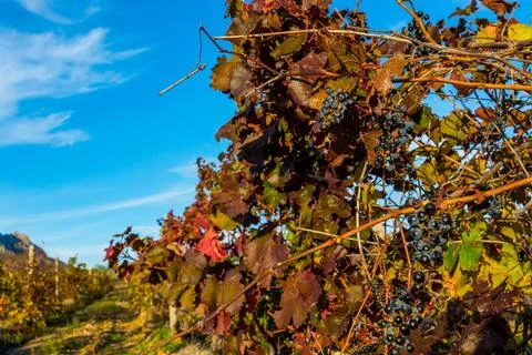 Autumn Vineyard Stock Photos