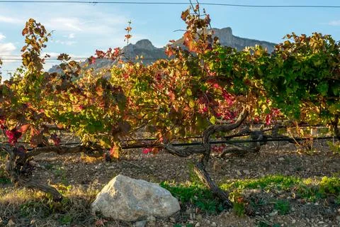 Autumn Vineyard Stock Photos