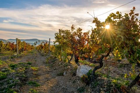 Autumn Vineyard Stock Photos