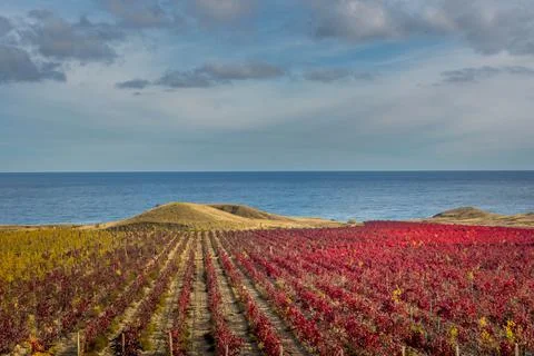 Autumn vineyard Stock Photos