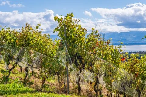 Autumn Vineyard with Protective Nets Overlooking Lake Geneva in Switzerland. Photos