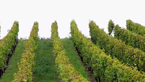 Autumn vineyard rows covering hillside in Wrzburg Franconia Germany Stock Footage 341427364