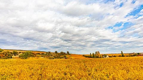 Autumn vineyard stretching beneath a cloudy sky, Cte-d'Or, France Stock Photos