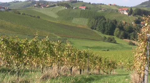 Autumn Vineyards Stock Footage 22615981