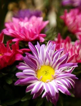 Autumn violet aster Stock Photos