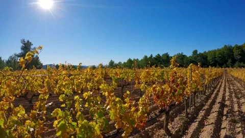 Autumn vivid Vineyard Stock Footage 257011870