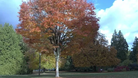 Autumn walk collection Stock Footage 341730609