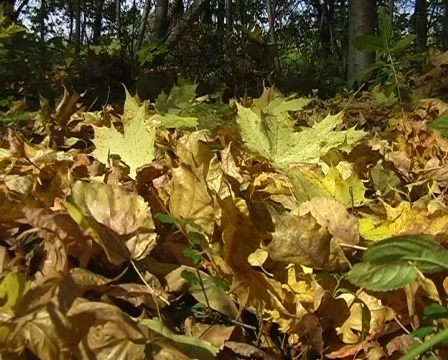 Autumn walk Stock Footage 128348