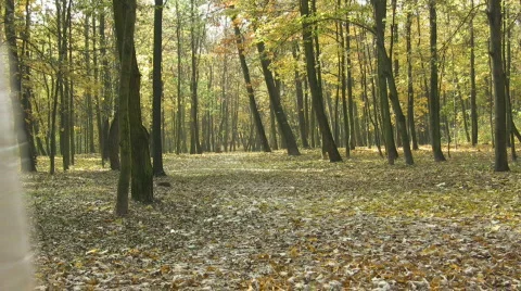 Autumn walk Stock Footage 546147