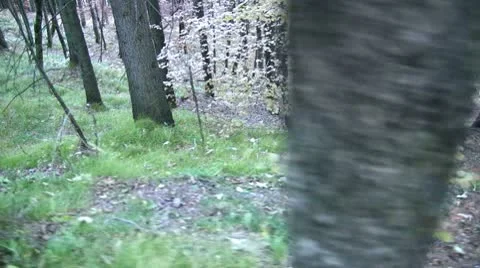 Autumn walk Stock Footage 8955400