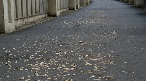 Autumn walk Stock Footage 12354883