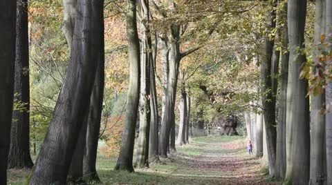 Autumn walk Stock-Footage 12735720