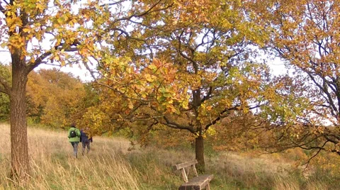 Autumn walk. Stock Footage 32675396