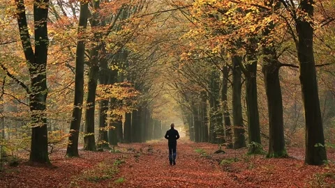 Autumn walk Stock Footage 133867802