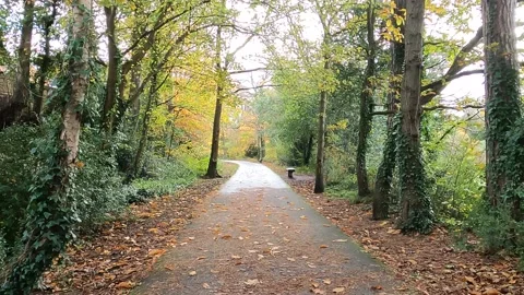 Autumn Walk Stock Footage 145253651