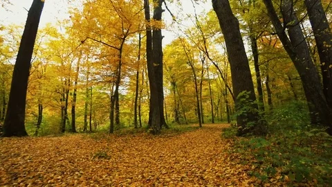 Autumn walk in the forest Stock Footage 81096113