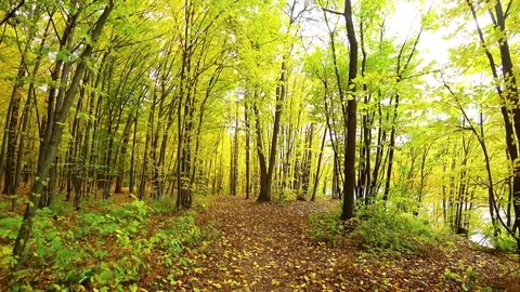 Autumn walk in the forest Video stock 81096446