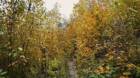 Autumn walk in the forest Stock Footage 81096479