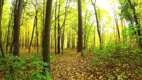 Autumn walk in the forest Stock Footage 81096950