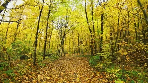 Autumn walk in the forest Stock Footage 81097053