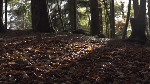 Autumn Walk in a forest Stock Footage 86130363