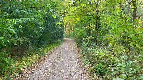 Autumn walk in the forest. Stock Footage 218444612