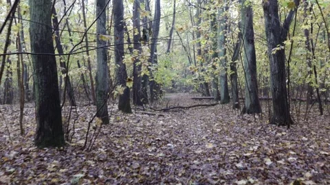 Autumn walk in forest Stock Footage 255149141